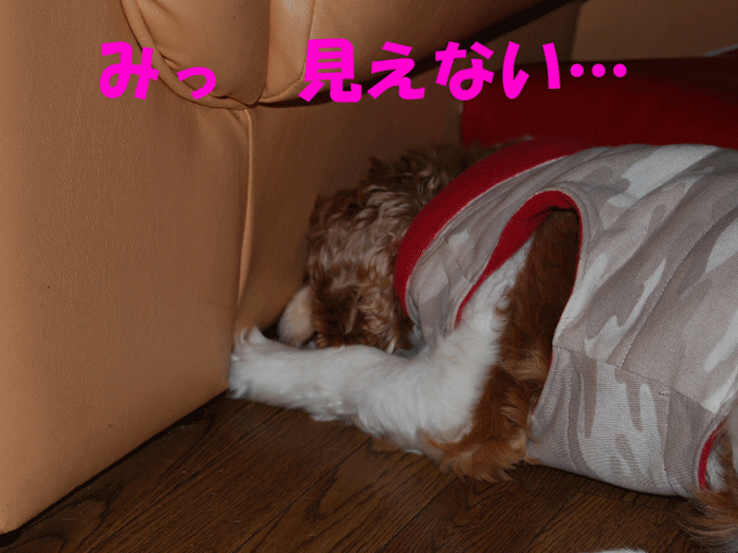 c0136838_22503336.gif