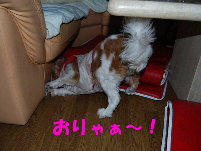 c0136838_2251147.gif