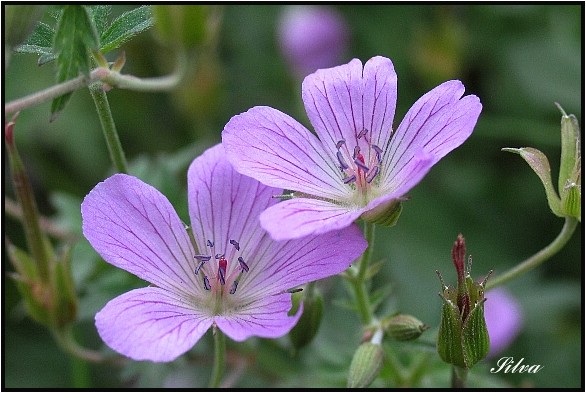 フウロソウの仲間 野草風薫