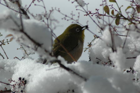 恋鳥を連れてきてくれました！_c0146151_115839.jpg