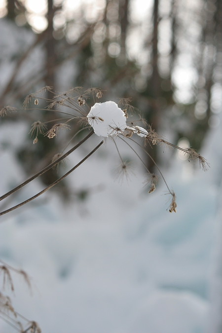 氷点下の森_f0148762_19465192.jpg