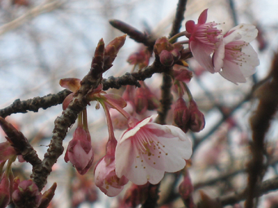 20年　梅・桜_c0020563_1315342.jpg