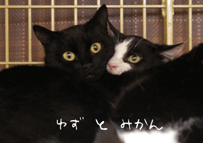a0064067_2213316.gif