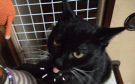 a0064067_249463.gif