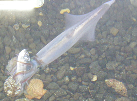 c0148970_11443013.jpg