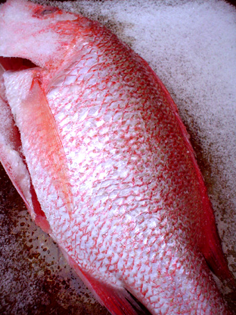 寒中の南国魚 グンジ家の食卓