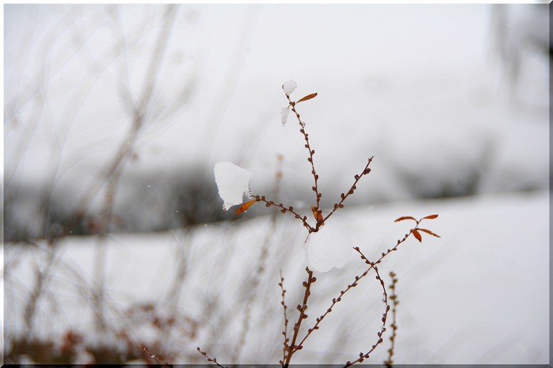 雪が～降る～_e0024081_2052591.jpg