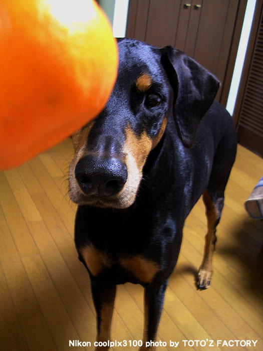 ぽんかん食べたい。_a0034287_22333896.jpg