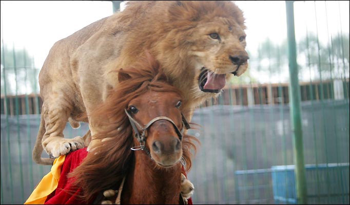 中国の動物園からの現実 弥生 スコットランドはエジンバラ エディンバラ 発 中国の動物園からの現実 弥生 スコットランドはエジンバラ エディンバラ 発