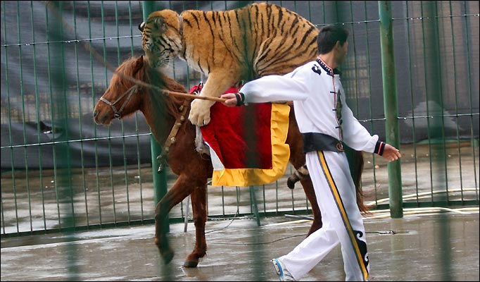 中国の動物園からの現実 弥生 スコットランドはエジンバラ エディンバラ 発 中国の動物園からの現実 弥生 スコットランドはエジンバラ エディンバラ 発