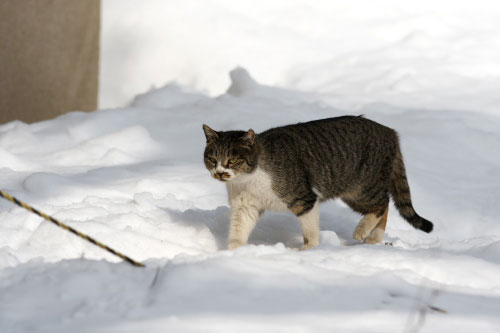 Outdoor Cats in Snow World_f0003598_2225535.jpg