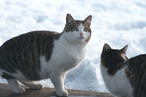 Outdoor Cats in Snow World_f0003598_2227771.jpg