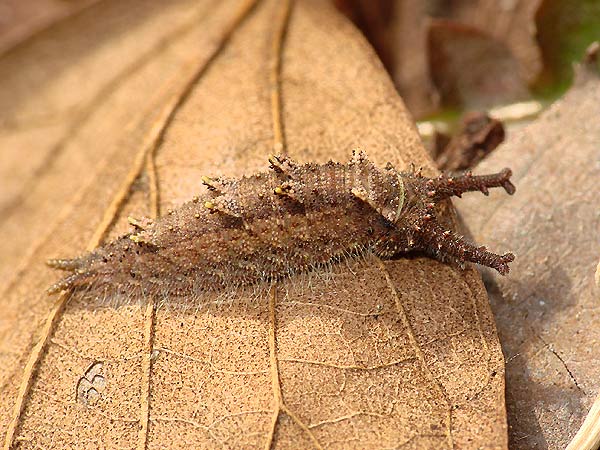 オオムラサキ幼虫・ゴマダラチョウ幼虫_b0033112_0335993.jpg