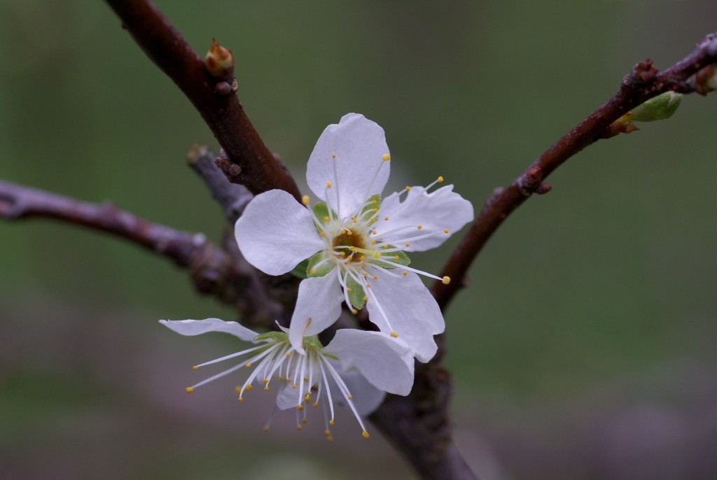 スモモの花_d0053930_741151.jpg