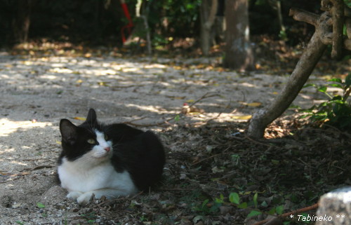 ＊ハート型の島に住む猫 ＠黒島 沖縄_d0098941_18395384.jpg