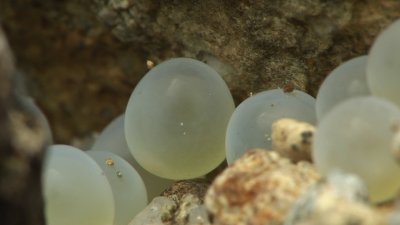 サツキマスの産みたて卵_c0049060_2335774.jpg