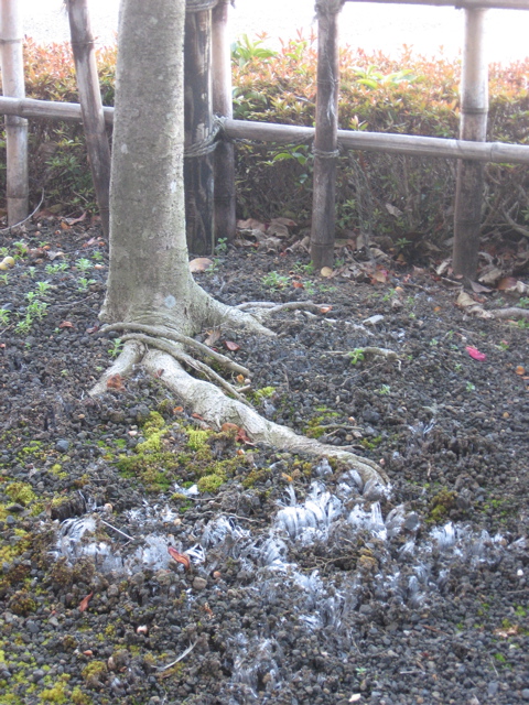 今日の富士山(2月14日)_a0043263_9181385.jpg