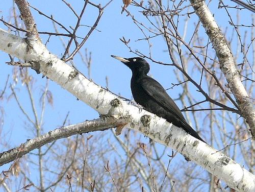 クマゲラ（熊啄木鳥）　キツツキ目キツツキ科_d0084473_1937536.jpg