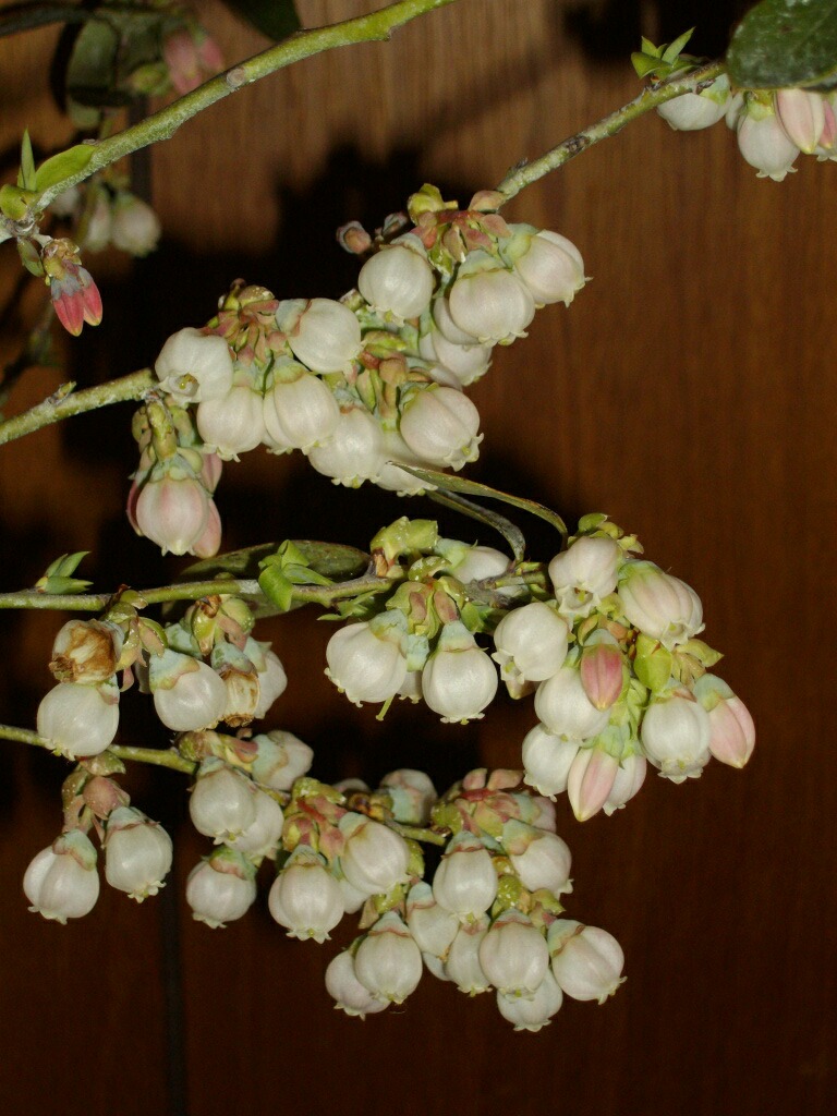 サンシャインブルーの白い花と花粉採取 保存 ブルーベリーの育て方 栽培 ブルーベリー ノート Blueberrynote