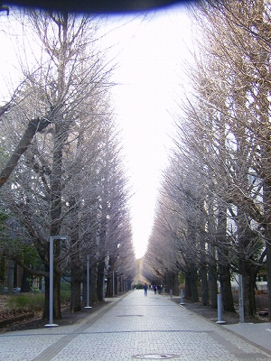 雪のない週末　土曜と日曜_d0120382_19301152.jpg