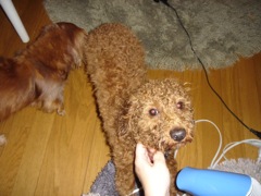 2008年2月13日 風邪あり,牡蠣あたりあり。。。 _b0098584_6292933.jpg