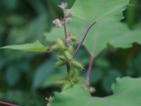 オナモミ　：　ひっつき虫の秘密_c0144185_923211.jpg