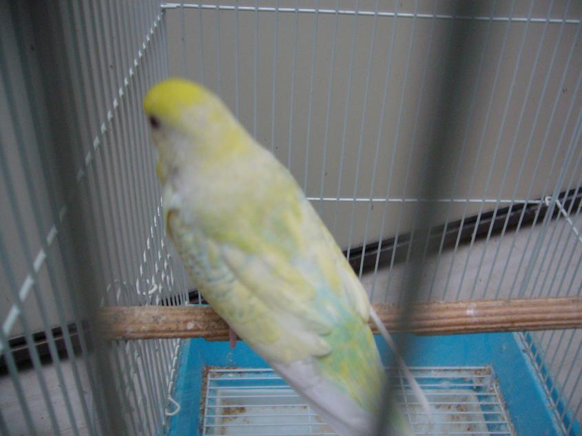 c0063795_2131551.jpg