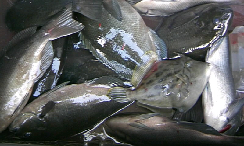 14日ホト回りの釣果…ミズタマリで名釣会西森さん貫禄の・・・?_d0114397_1620956.jpg