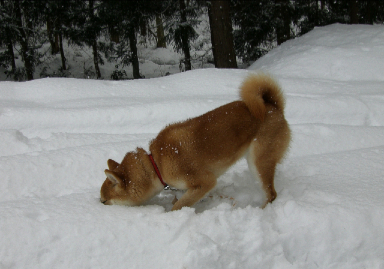 雪が降って喜んでいるのはワンコだけ_c0151898_1641770.jpg