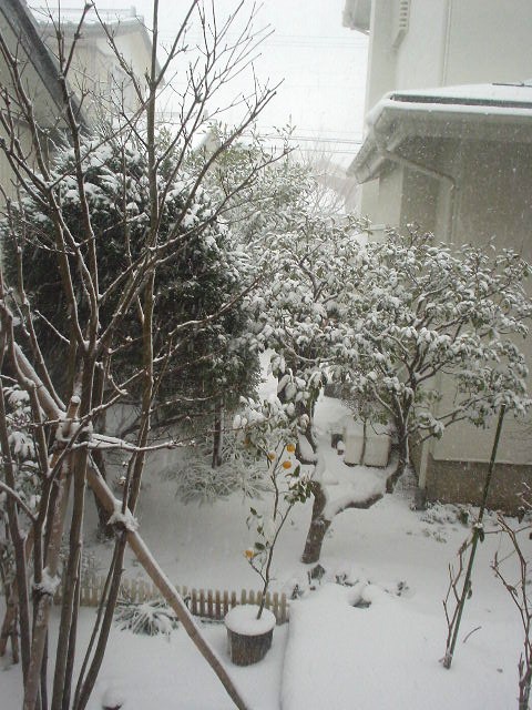 吹雪の朝・・・_d0039111_11215985.jpg