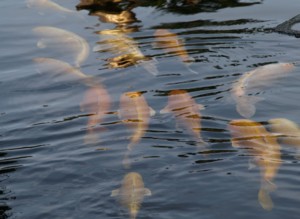 c0119142_243233.jpg