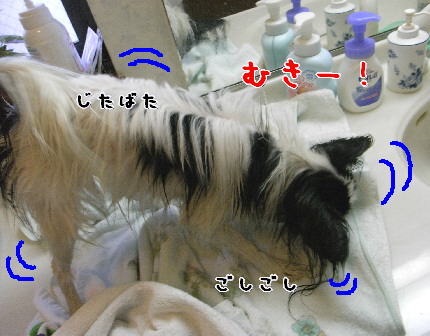 3頭飼いで大変なのは_d0013149_1438593.jpg