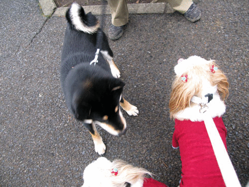c0011204_18141283.gif