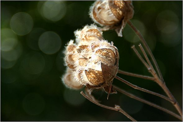 公園のお花_c0100214_2115867.jpg