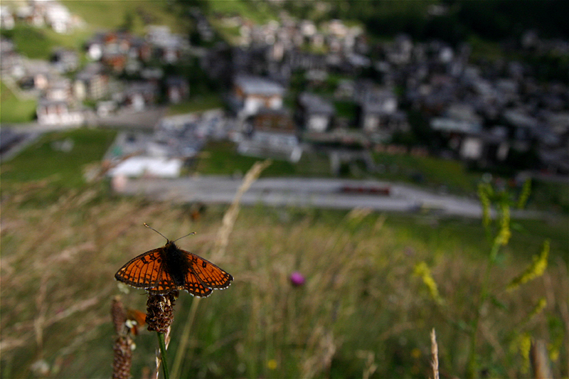 d0054625_23232786.jpg