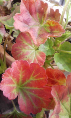 紅葉した赤い葉 ゼラニウム Kotokoto花日記