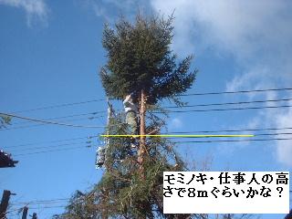 伐採・剪定完了_f0031037_1833088.jpg