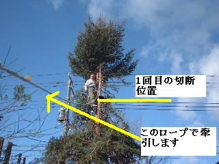 伐採・剪定完了_f0031037_18331194.jpg
