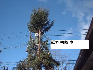 伐採・剪定完了_f0031037_18332512.jpg