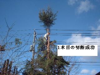 伐採・剪定完了_f0031037_1833501.jpg