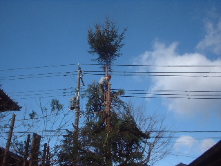 伐採・剪定完了_f0031037_18344222.jpg