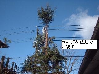 伐採・剪定完了_f0031037_18345583.jpg