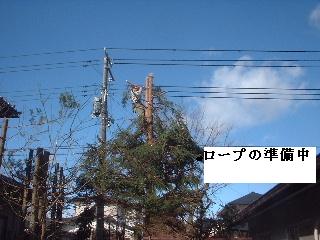 伐採・剪定完了_f0031037_18352038.jpg