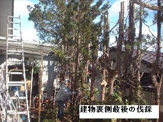 伐採・剪定完了_f0031037_18354936.jpg