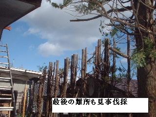伐採・剪定完了_f0031037_18361822.jpg