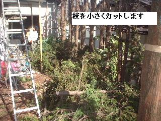 伐採・剪定完了_f0031037_18363240.jpg
