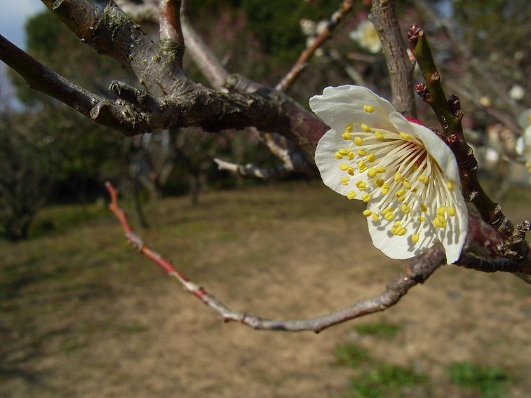 2月16日（晴れ時々くもり一時雪）タイトル：梅開花その2_f0105542_19132548.jpg