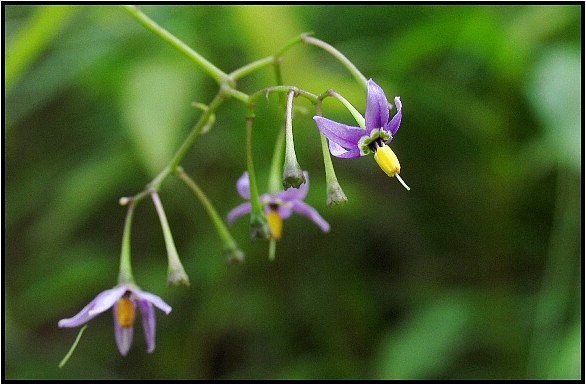 ナス科のつる性植物 野草風薫