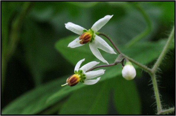 ナス科のつる性植物 野草風薫