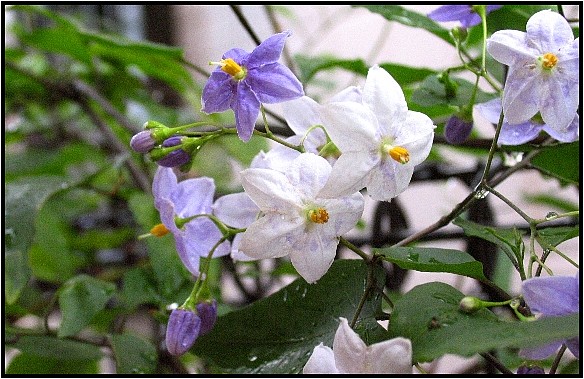 ナス科のつる性植物 野草風薫